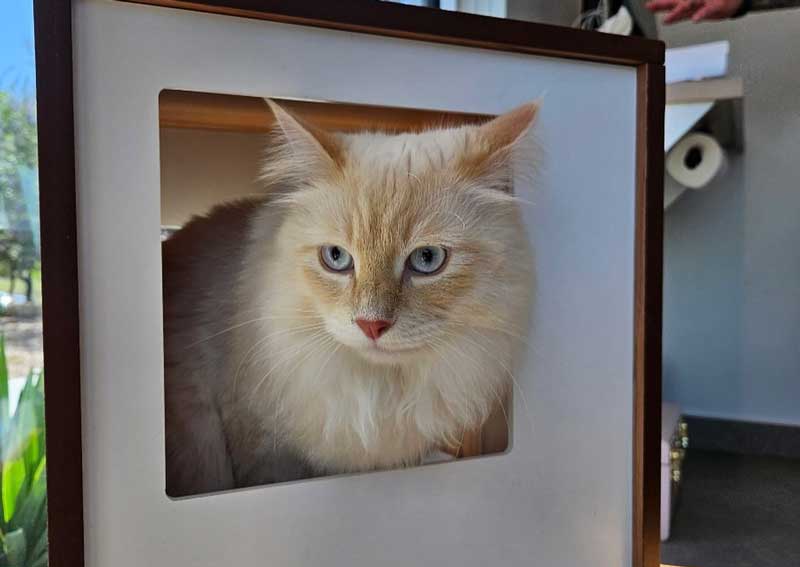 Carousel Slide 3: Cat veterinarians