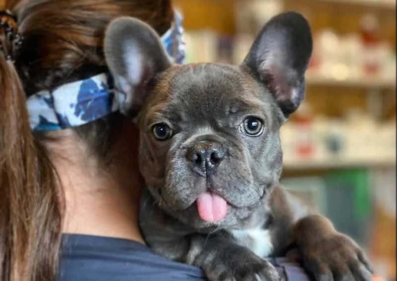 Carousel Slide 2: Dog veterinary care