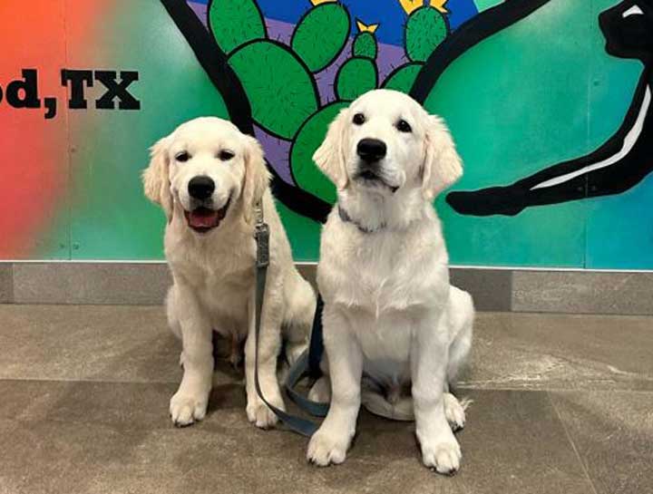 Preventive Care for Dogs